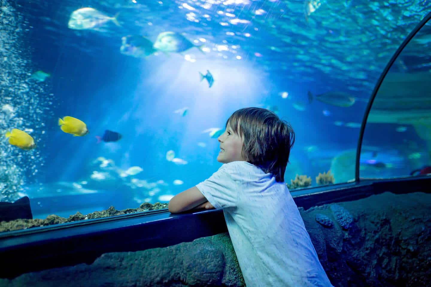 anniversaire aquarium