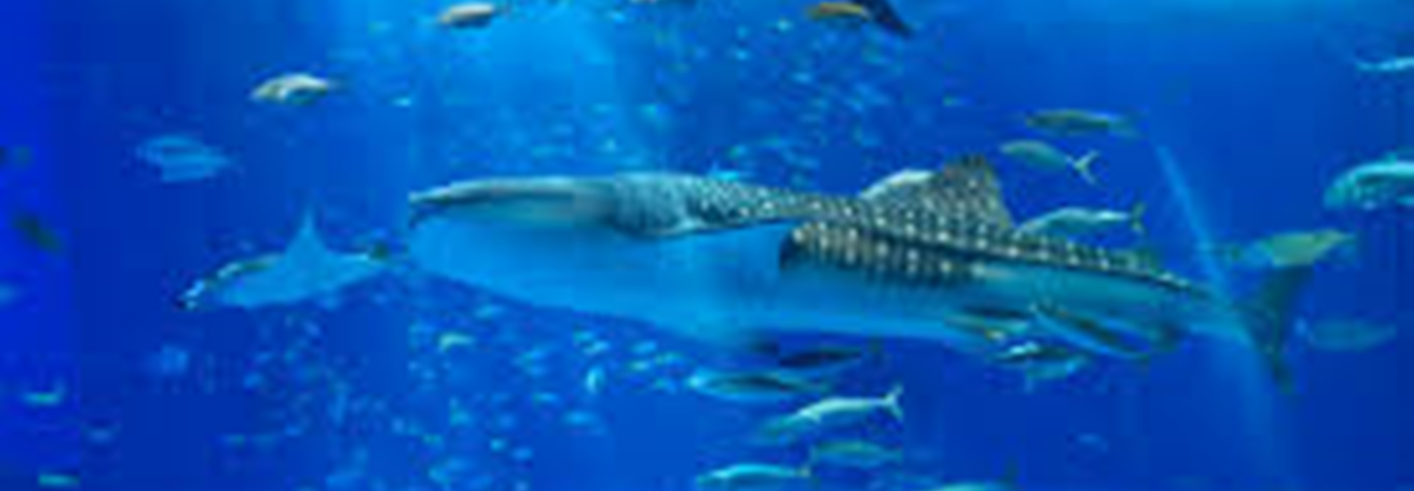 Anniversaire Aquarium