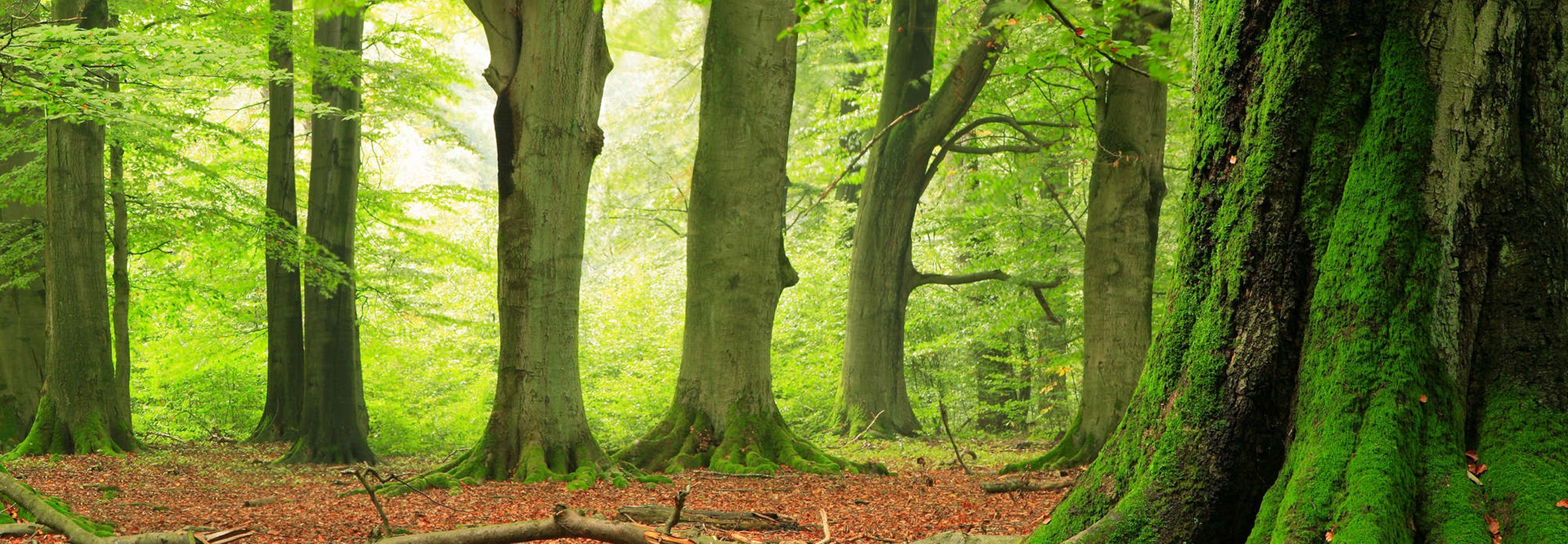 Stage Nature